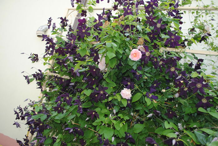 Abraham DArby si Romantika