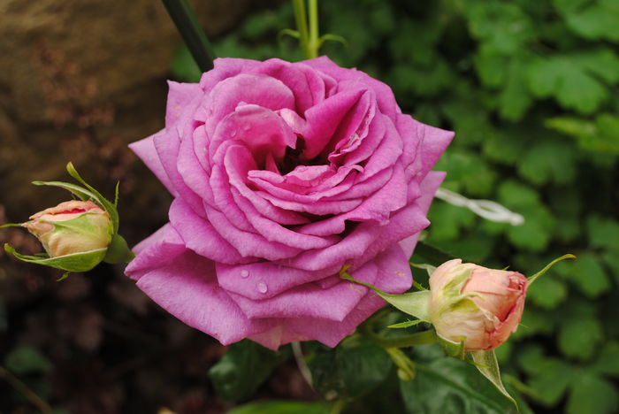 village-de-saint-yrieix rose