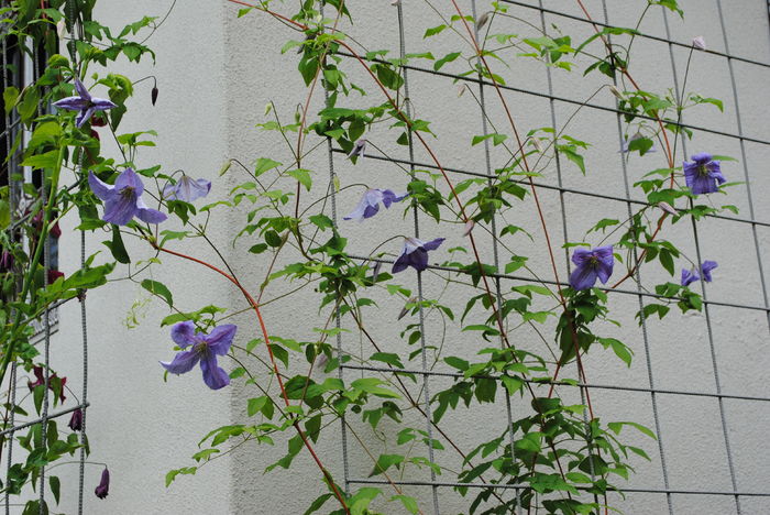 clematis Emilia Plater,primele flori :))