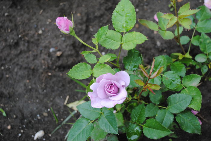 village-de-saint-yrieix rose