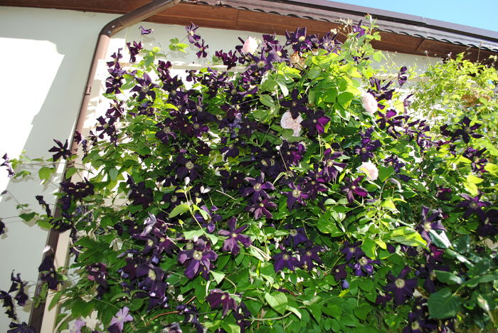 clematis Romantika