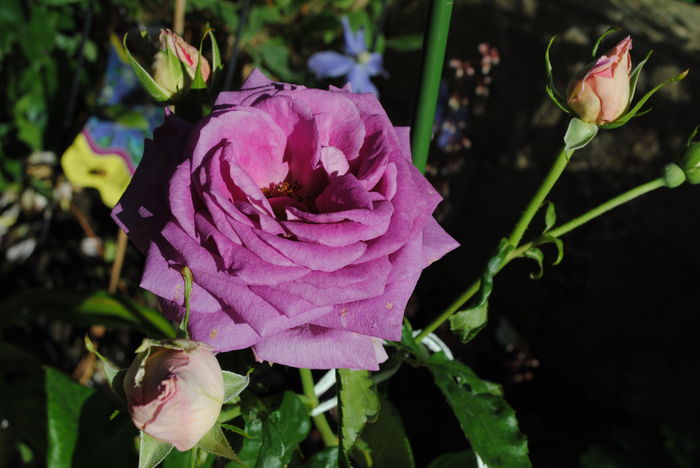 village-de-saint-yrieix rose - 2016 trandafiri III
