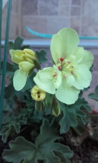 Muscata galbena - muscate 2016