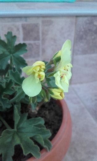 20160609_210252 - muscate 2016