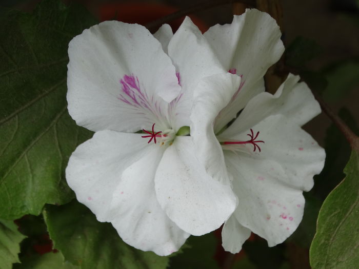 DSC07492 - Plante in ghiveci 2016