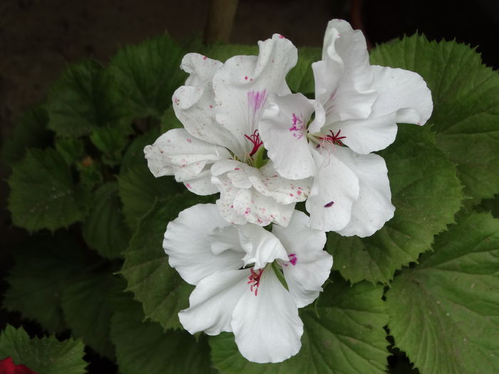 DSC07490 - Plante in ghiveci 2016