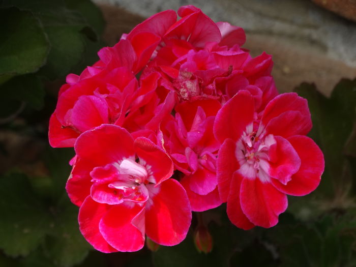 DSC07381 - Plante in ghiveci 2016