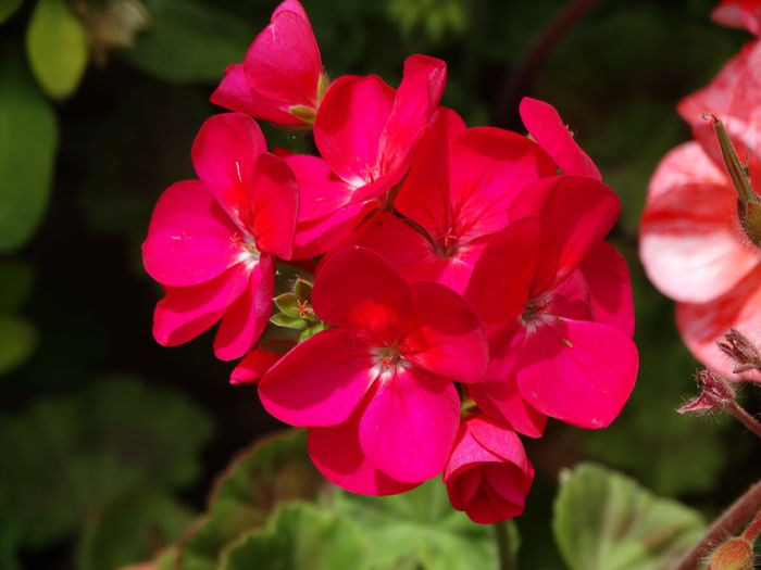 DSC07380 - Plante in ghiveci 2016