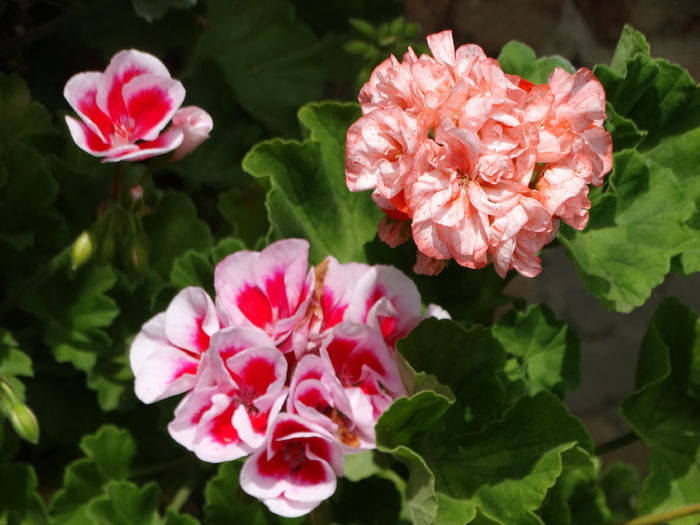 DSC07378 - Plante in ghiveci 2016