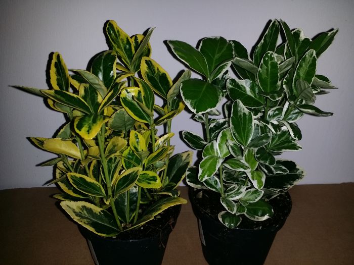 20160609_223239 - Plante in ghiveci 2016