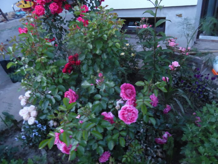 684 - Let s celebrate