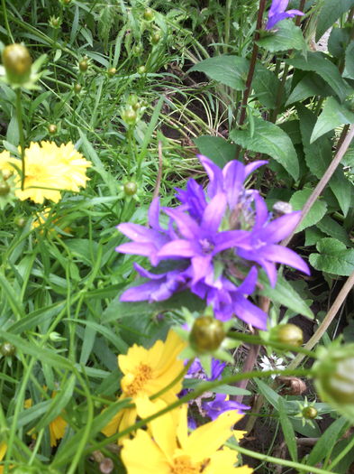 IMG_20160606_124207 - 01-Flori din curtea mea 2016