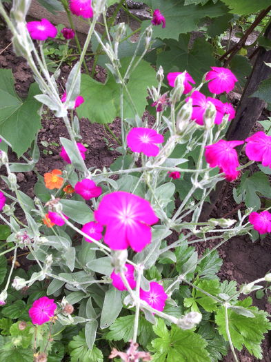 IMG_20160606_124216 - 01-Flori din curtea mea 2016