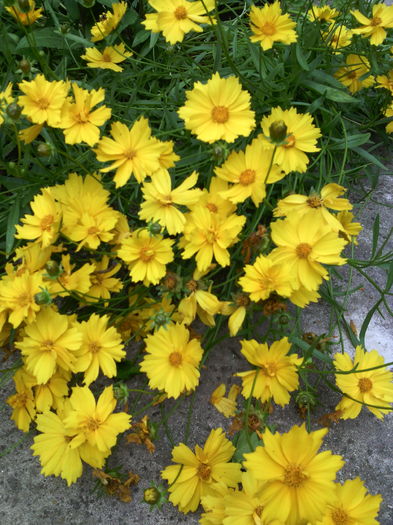 IMG_20160606_124153 - 01-Flori din curtea mea 2016