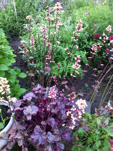 IMG_20160522_200930 - 01-Flori din curtea mea 2016