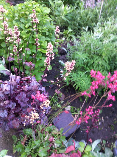 IMG_20160522_200939 - 01-Flori din curtea mea 2016