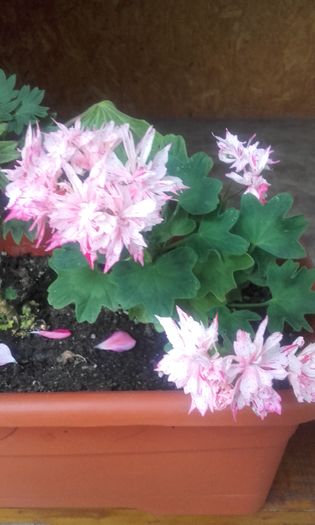 20160609_202721 - muscate 2016