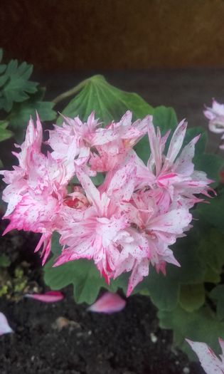 20160609_202725 - muscate 2016