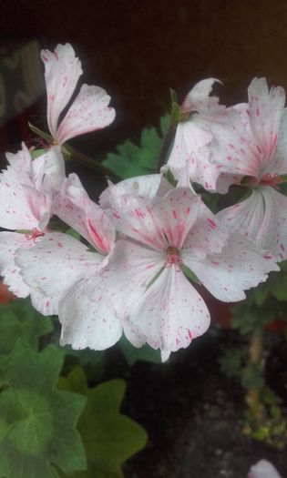 20160609_202731 - muscate 2016