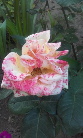 20160609_203133 - trandafiri 2016