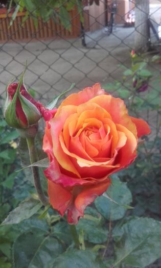 20160609_202754 - trandafiri 2016