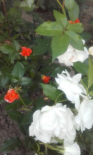 20160609_202846 - trandafiri 2016