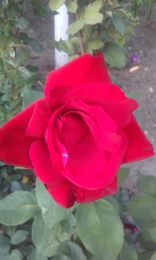 20160609_202852 - trandafiri 2016