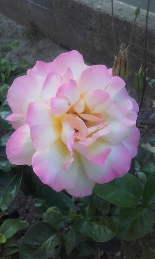 20160609_203126 - trandafiri 2016