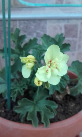 20160609_210239 - muscata galbena