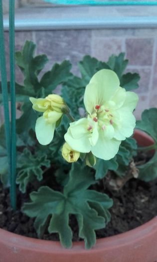 20160609_210245 - muscata galbena