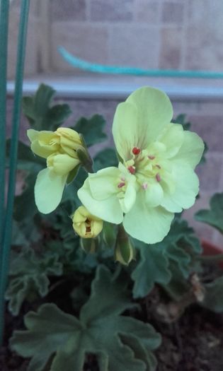 20160609_210338 - muscata galbena