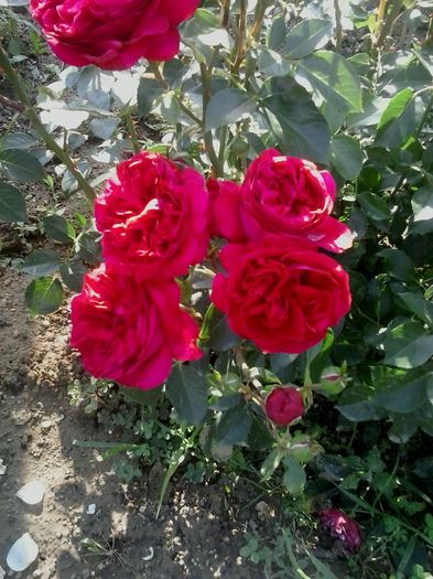 eric tabarly-catarator - 2016 Trandafiri