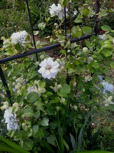 20160608_175022 - 2016 Clematite