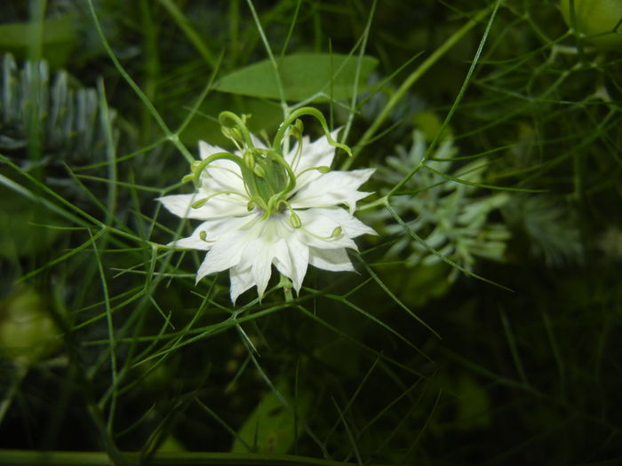 Nigella damascena (2016, June 03) - NIGELLA Damascena