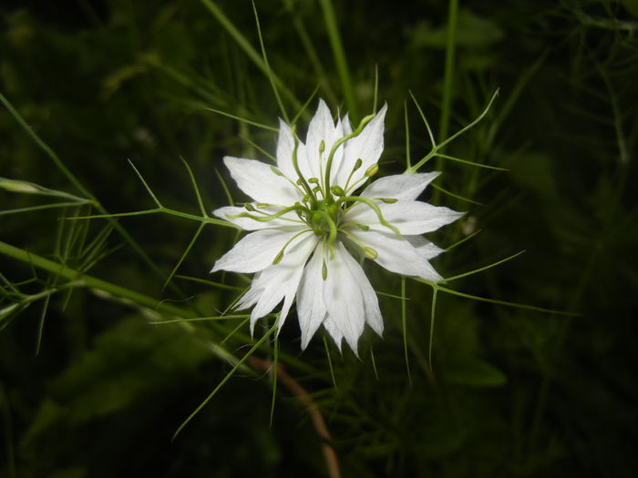 Nigella damascena (2016, June 03) - NIGELLA Damascena