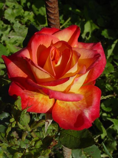 DSC00474 - trandafiri2016