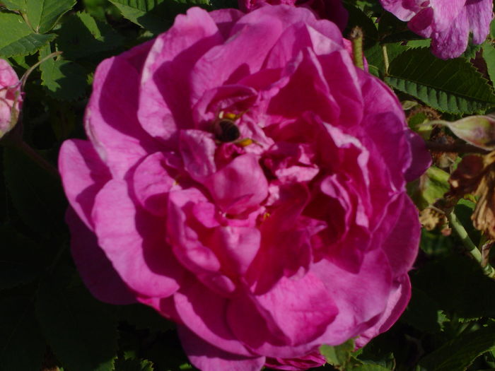 DSC00478 - trandafiri2016