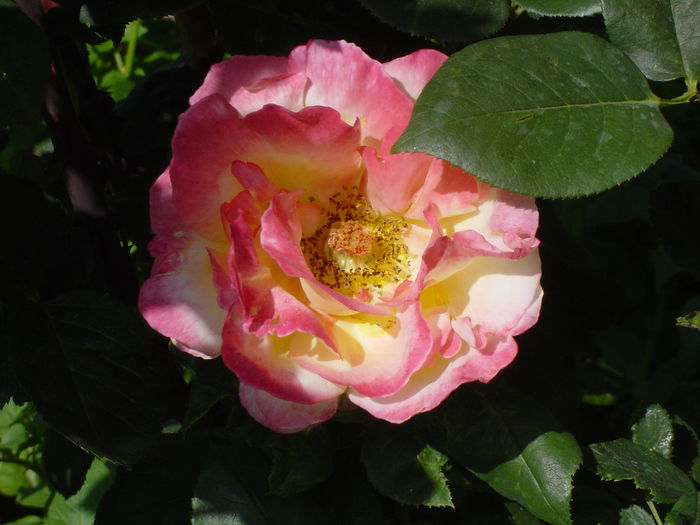 emeraud d or - trandafiri2016