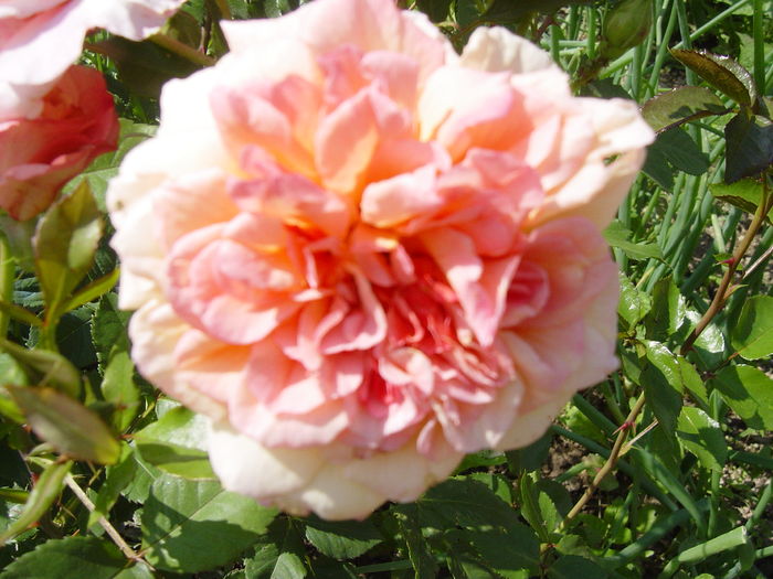 aloha - trandafiri2016