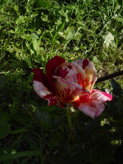 broceliande - trandafiri2016