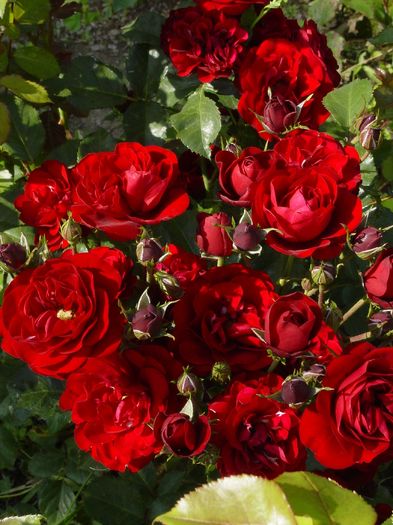 lavaglut - trandafiri2016