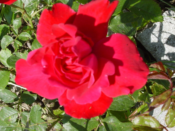 DSC00525 - trandafiri2016