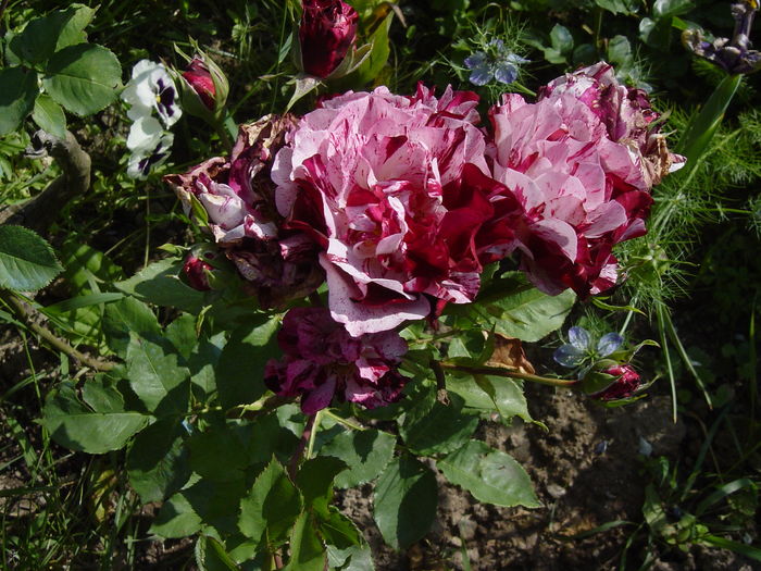 DSC00532 - trandafiri2016