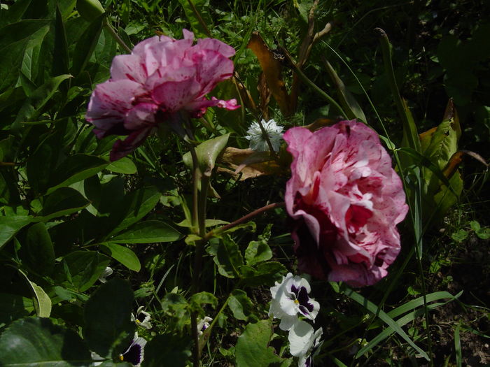 DSC00533 - trandafiri2016