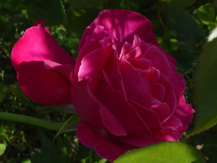 velasquez - trandafiri2016