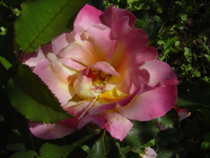 sekel - trandafiri2016