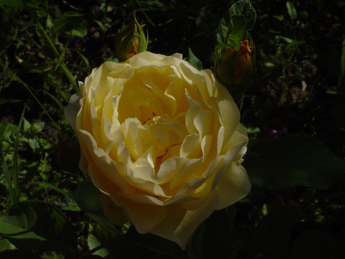 ghram thomas - trandafiri2016