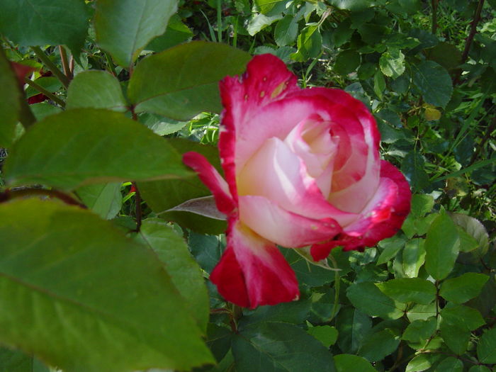 duble delight - trandafiri2016