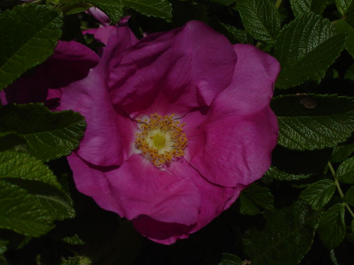 rosa rugosa - trandafiri2016
