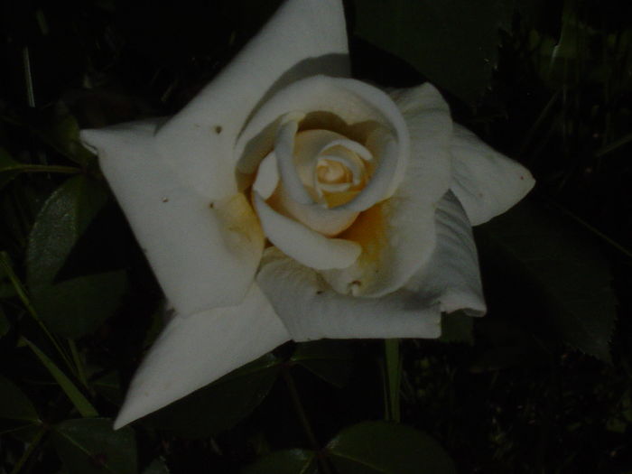 ilse khrone - trandafiri2016